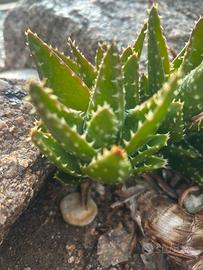 1 piantina piccola   di Aloe mitriformis