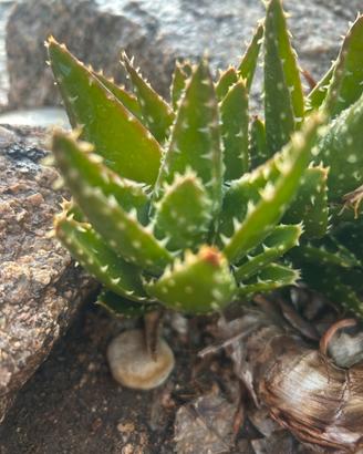 1 piantina piccola   di Aloe mitriformis