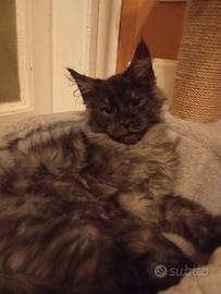 Maine Coon Black Smoke Pedigree