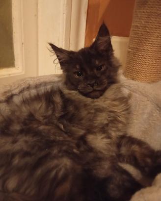 Maine Coon Black Smoke Pedigree