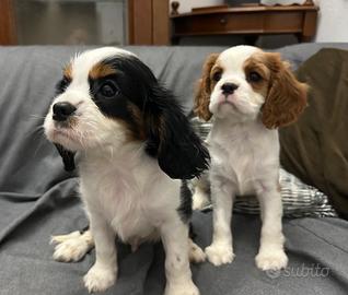 Cuccioli Cavalier King Charles Spaniel. Milano