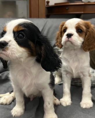 Cuccioli Cavalier King Charles Spaniel. Milano