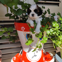 Shih tzu