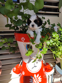 Shih tzu
