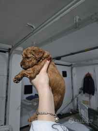 Barboncini albicocca