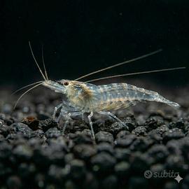 Gambero Trasparente Acquario Lago Acqua Fredda 
