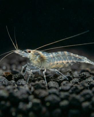 Gambero Trasparente Acquario Lago Acqua Fredda 