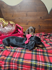 Bassotti selezionati colorazioni varie