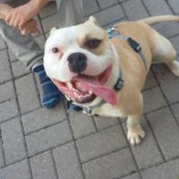 Cane dinamico e socievole