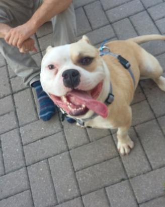 Cane dinamico e socievole