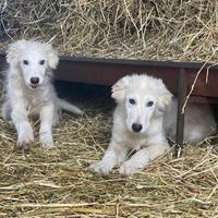 Cuccioli 4 mesi maremmano abruzzese