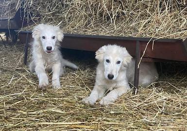 Cuccioli 4 mesi maremmano abruzzese