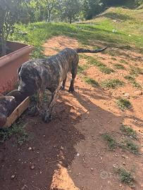 Cane corso cucciola
