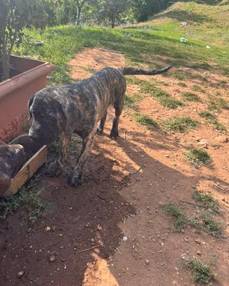 Cane corso cucciola