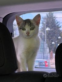 Splendido Gatto neonato appena ritrovato
