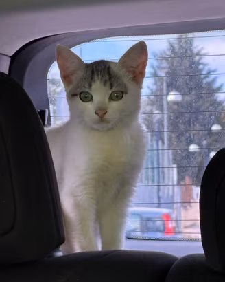 Splendido Gatto neonato appena ritrovato
