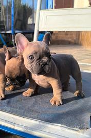 Ultimi 2 cuccioli bulldog francese