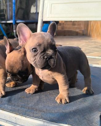 Ultimi 2 cuccioli bulldog francese
