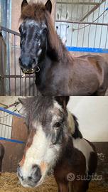 Pony Shetland (110 cm)