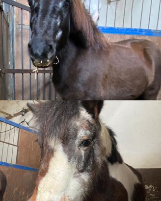 Pony Shetland (110 cm)