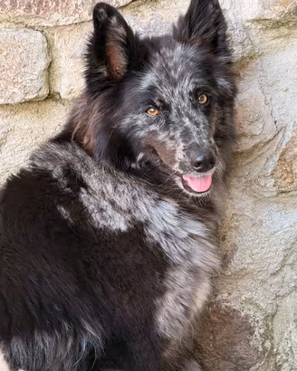 Cuccioli di Pastore della Lessinia e del Lagorai