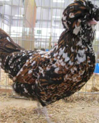 Galline ornamentali