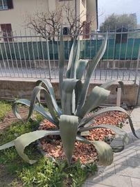 Agave gigante