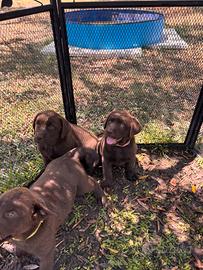 Cucciolotte Labrador chocolate