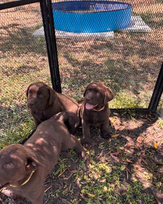 Cucciolotte Labrador chocolate