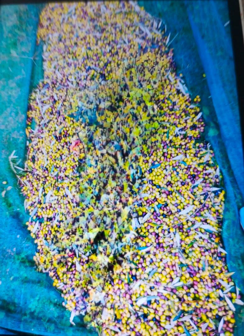 Terreno agricolo uliveto e noccioleto - Vista 4