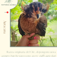 Marans Legbar auracana australorp olivegger