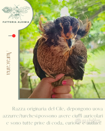 Marans Legbar auracana australorp olivegger