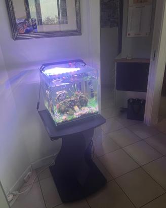 Acquario