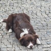 Border Collie accoppiamento
