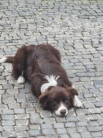 Border Collie accoppiamento