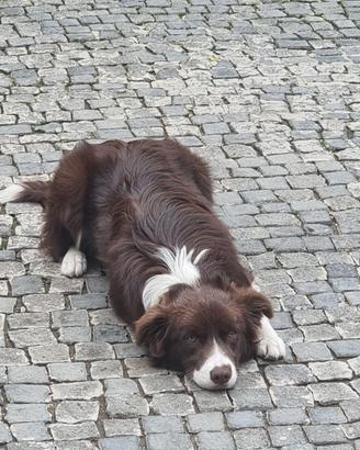 Border Collie accoppiamento