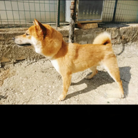 Shiba inu