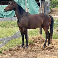 Cavalla 5 anni monta americana