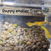 Rari Guppy endler TigerGold e Blackbar Poecilia w