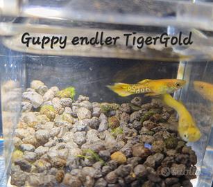 Rari Guppy endler TigerGold e Blackbar Poecilia w