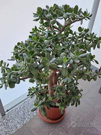 Crassula ovata