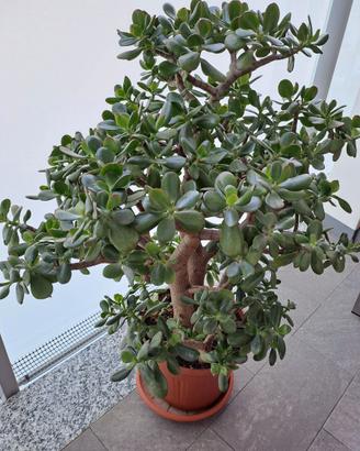 Crassula ovata