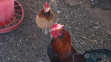 galletto australorp nero