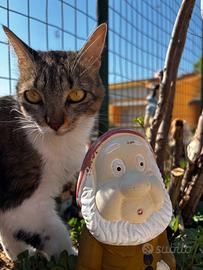 Gattina dolce sterilizzata e vaccinata