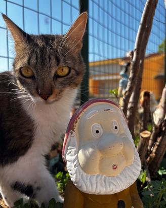 Gattina dolce sterilizzata e vaccinata