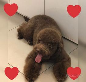Cuccioli Lagotto Romagnolo pedigree Roy