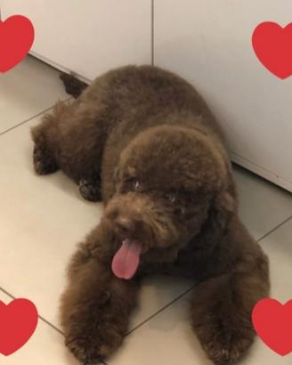 Cuccioli Lagotto Romagnolo pedigree Roy