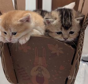Cuccioli BRI