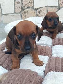 Pronti per le coccole 5 maschi 1 femmina