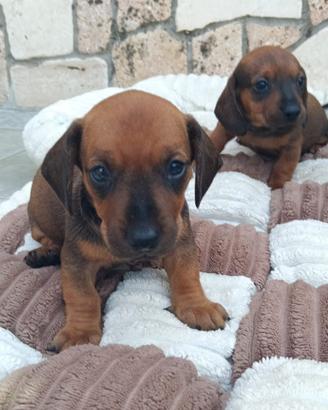 Pronti per le coccole 5 maschi 1 femmina